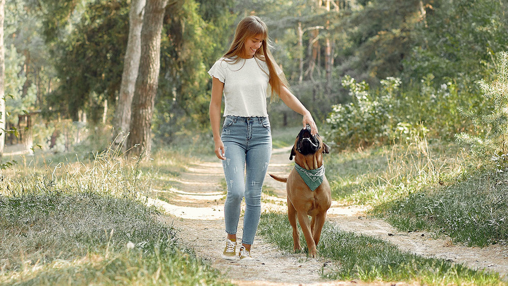 Best Joint Care Supplements for Dogs UK 2026: Expert Guide & Reviews
