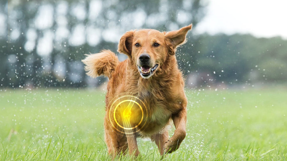 A healthy labrador dog in a park on a rainy day. A graphic shows the joint structure of one of its front legs.