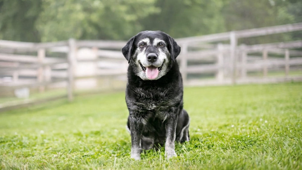 An older dog sits looking contented in a grassy field with trees and fences behind it.