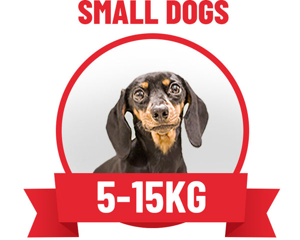 Small dogs