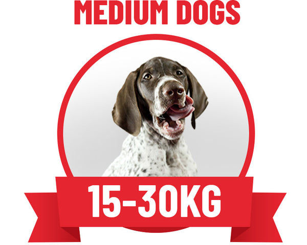 Medium dogs