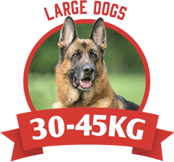 Large dogs