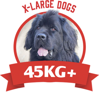 X-Large dogs
